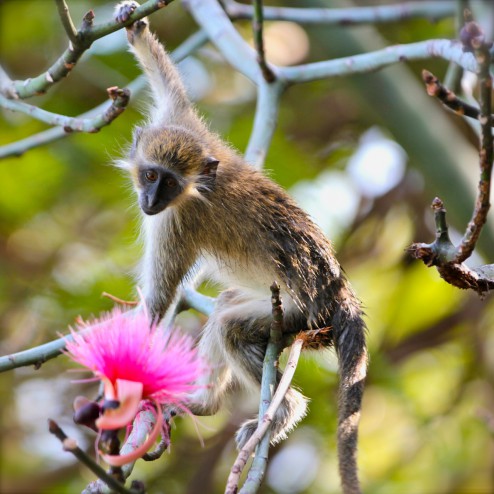Bajan monkey picking a flower