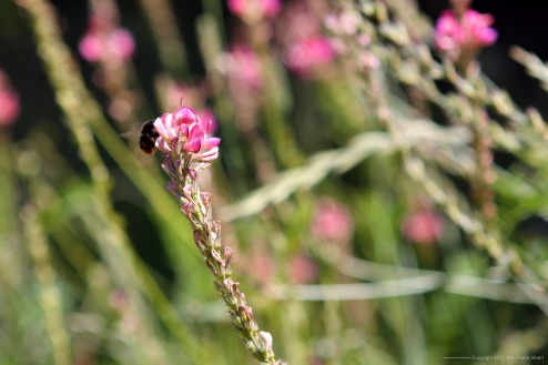 AlpsFlowers2012_02