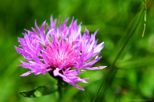 AlpsFlowers2012_03