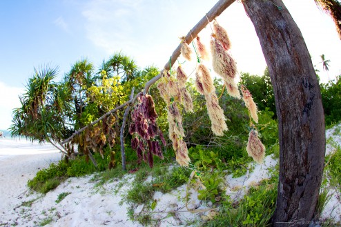 Sea Weed Drying Out