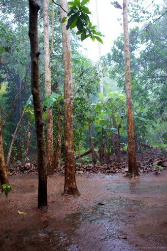 spicefarm2012_03