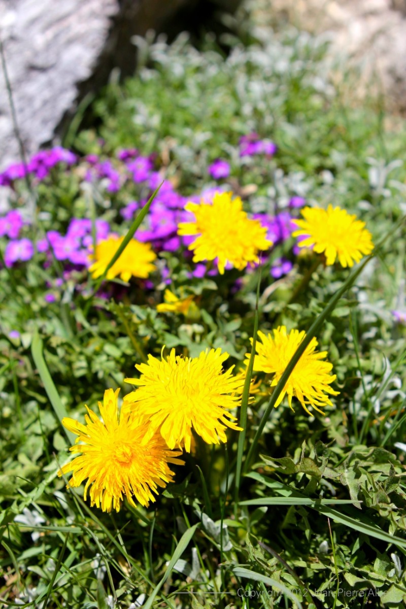 Spring Mountain Flowers