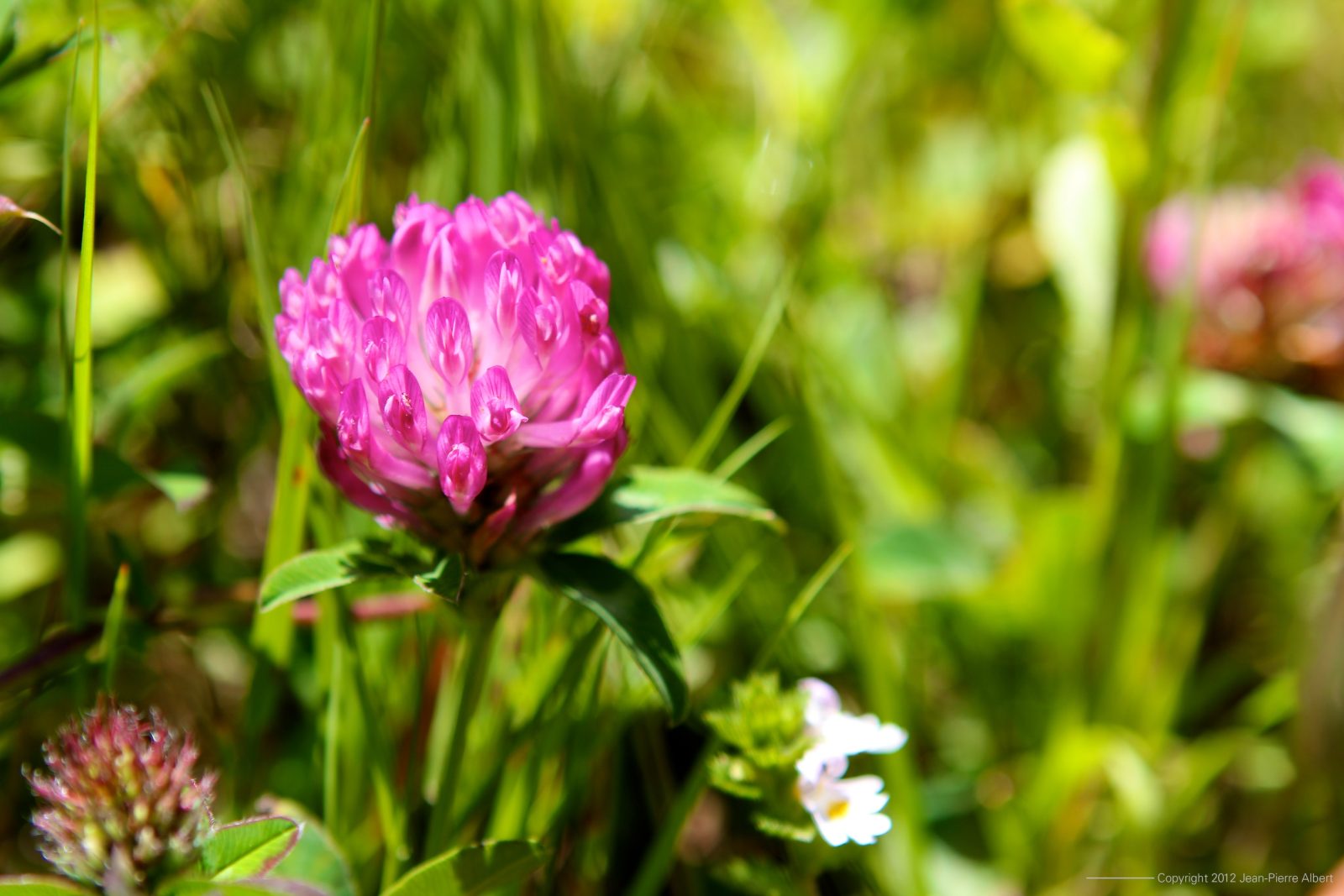 Alps Flowers